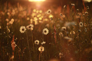 Amazing sunset by MilanVopalensky Amazing sunset by MilanVopalensky