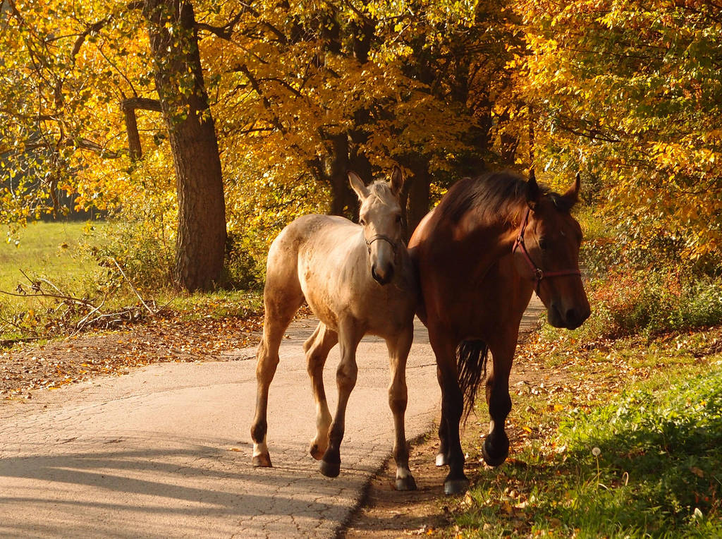 Autumn comes on a brown horse by MirachRavaia Autumn comes on a brown horse by MirachRavaia