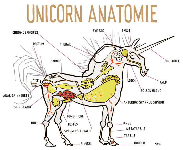 The Unicorn's Anatomy. by mutleyjames