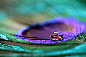 peacock drop by AnniGi