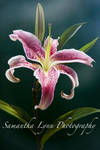 Rumbrum Lily by SamanthaLynnPhoto