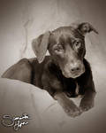 Riley by SamanthaLynnPhoto