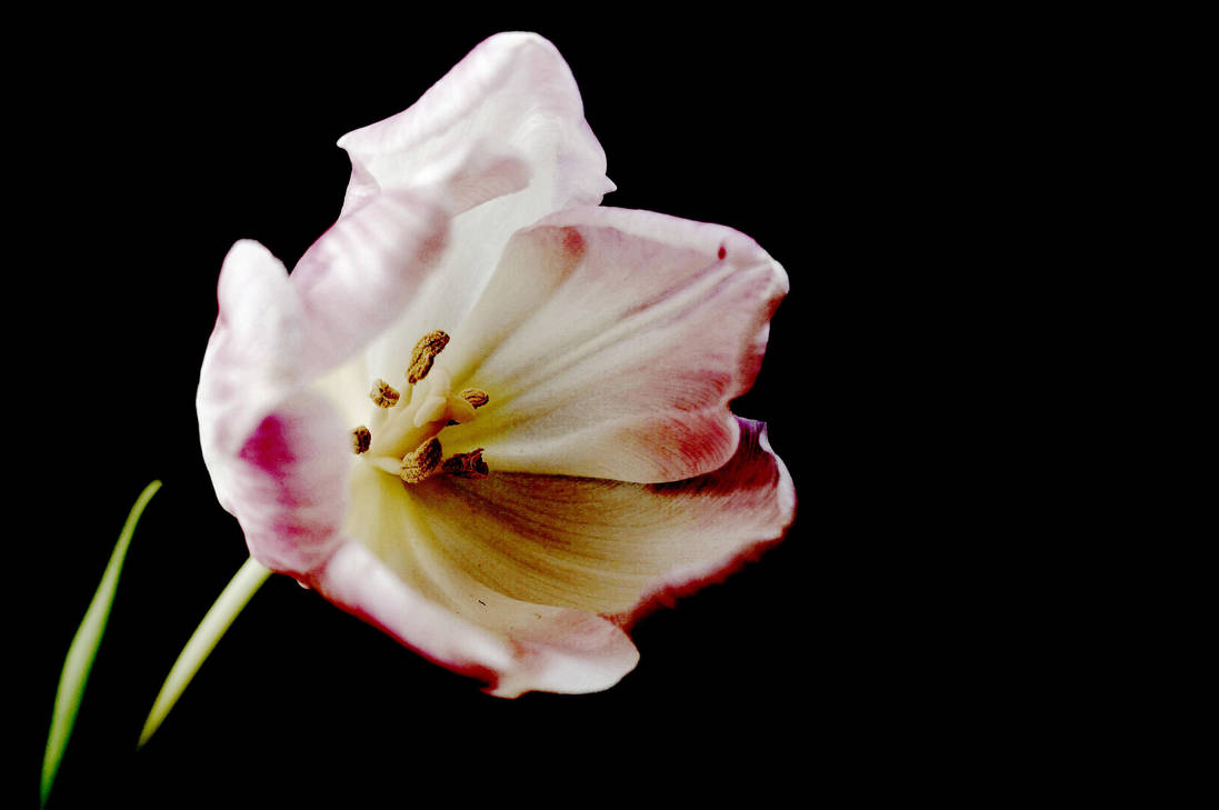 Flower 2 by Itsadequate