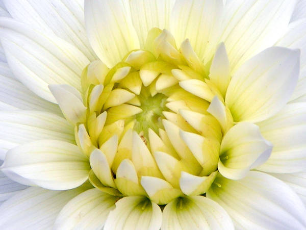 white Aster by riviera2008