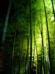 bamboo in the light by Mikkoron