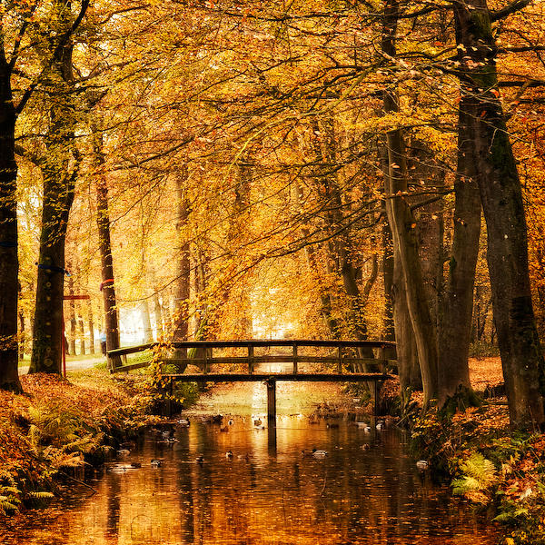 Amber Autumn by Oer-Wout