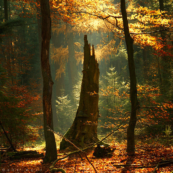 Closer to the Source by Oer-Wout
