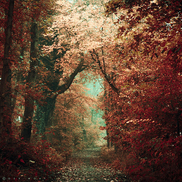 a fool's paradise by Oer-Wout