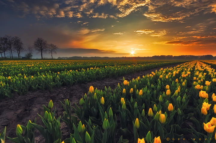 Springscape by Oer-Wout Springscape by Oer-Wout
