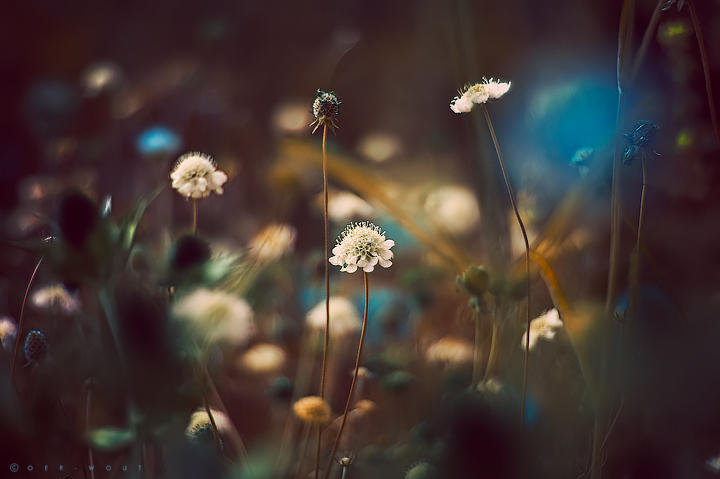 Startoucher by Oer-Wout