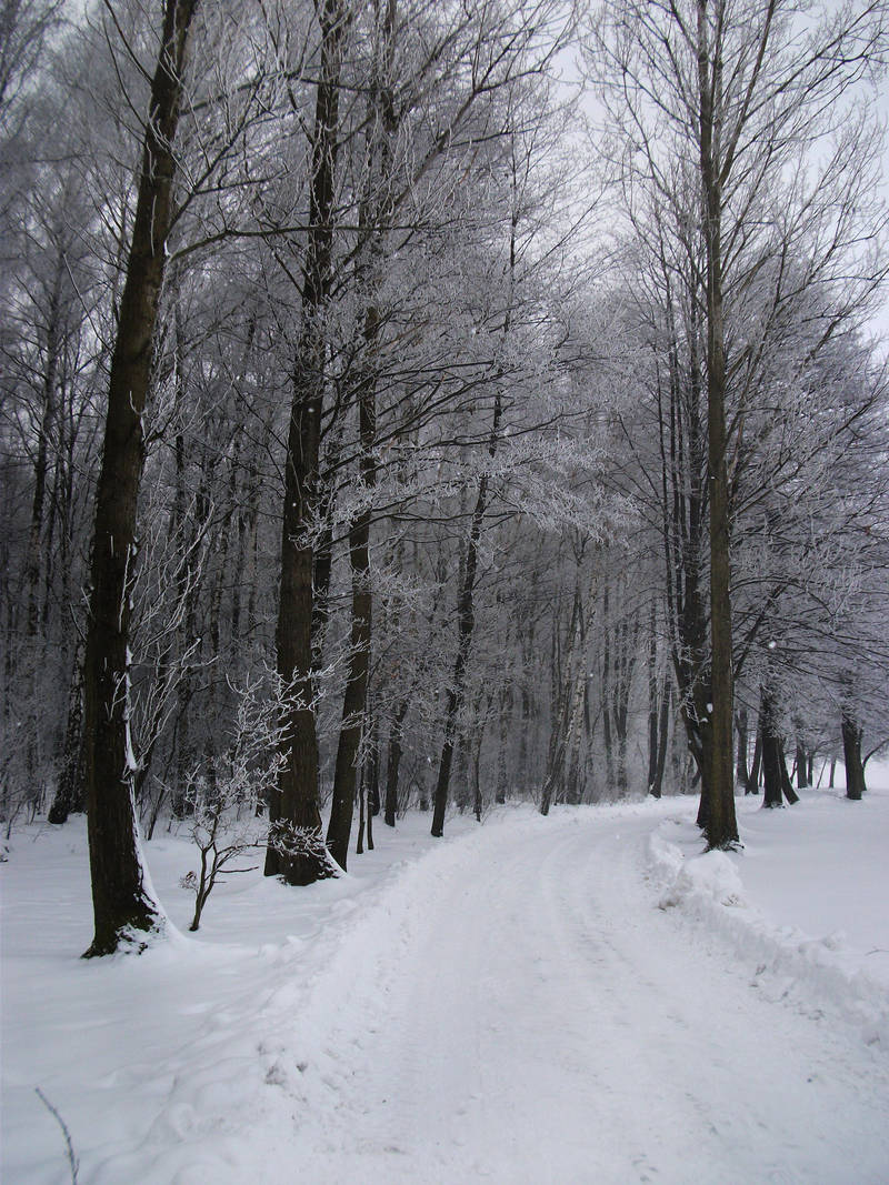 Winter 1 by feainne-stock