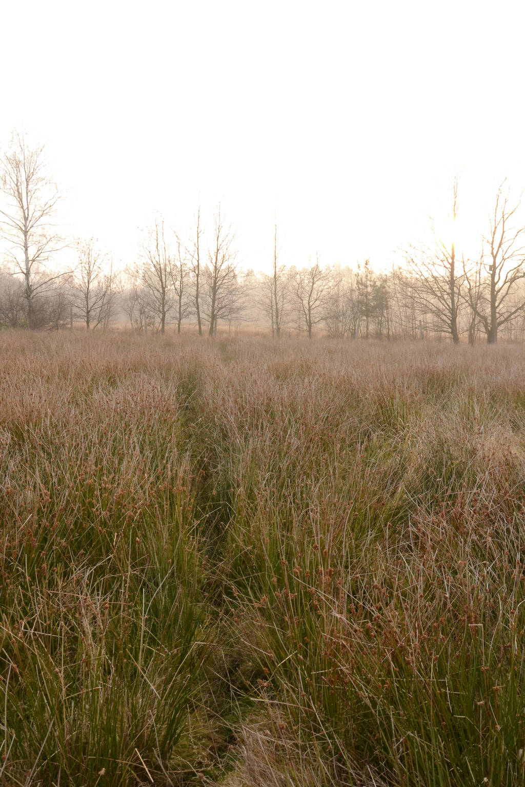 Grass Sea by feainne-stock
