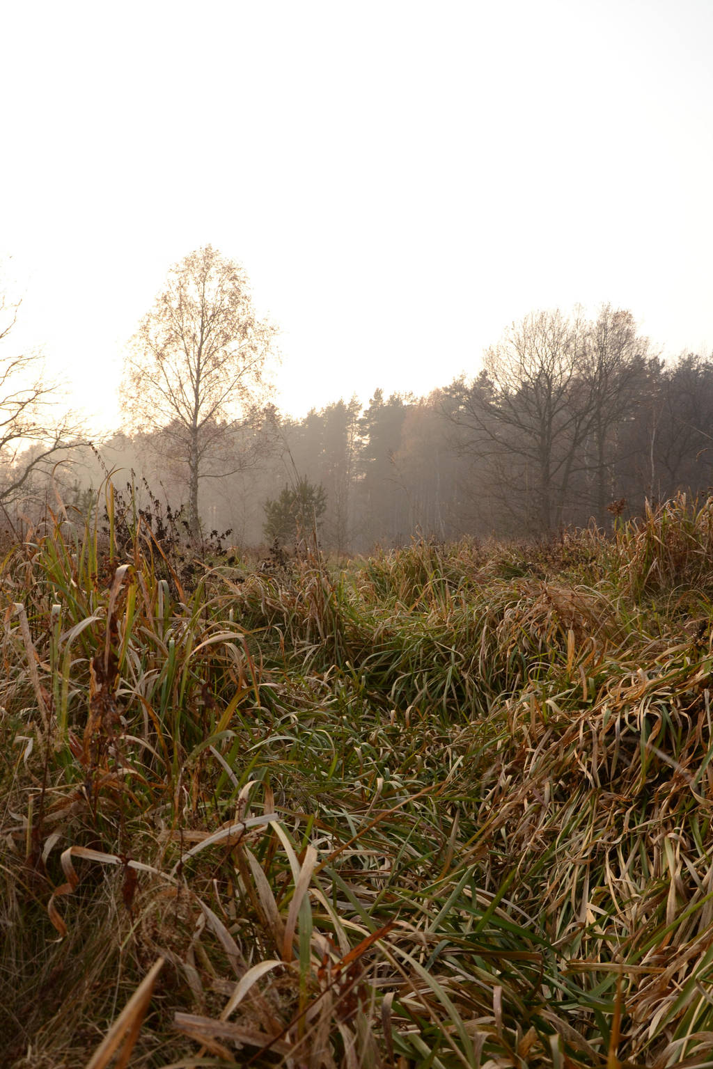 Grass Maze by feainne-stock