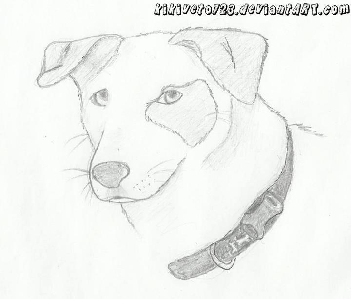 Dog head Drawing by iVixey on DeviantArt