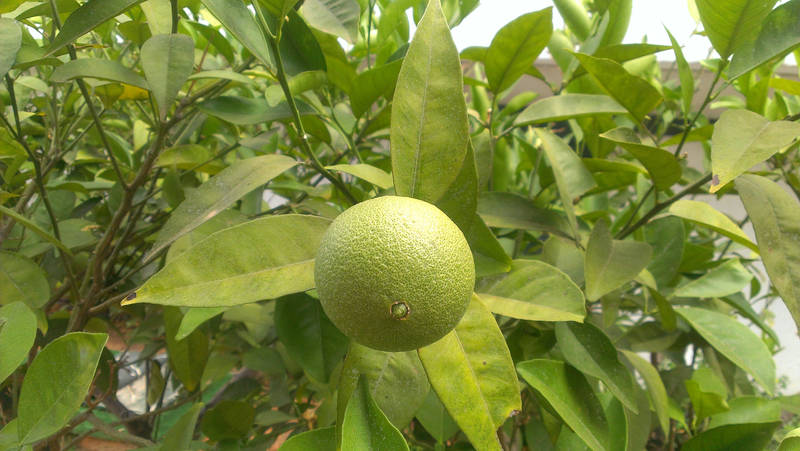 Crete - Lime by Gwathiell