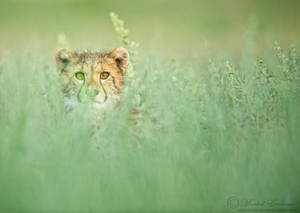 Curious Cheetah Cub by MorkelErasmus Curious Cheetah Cub by MorkelErasmus