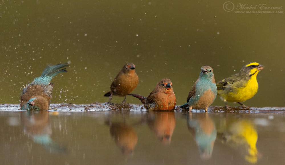 Colourful Lineup by MorkelErasmus