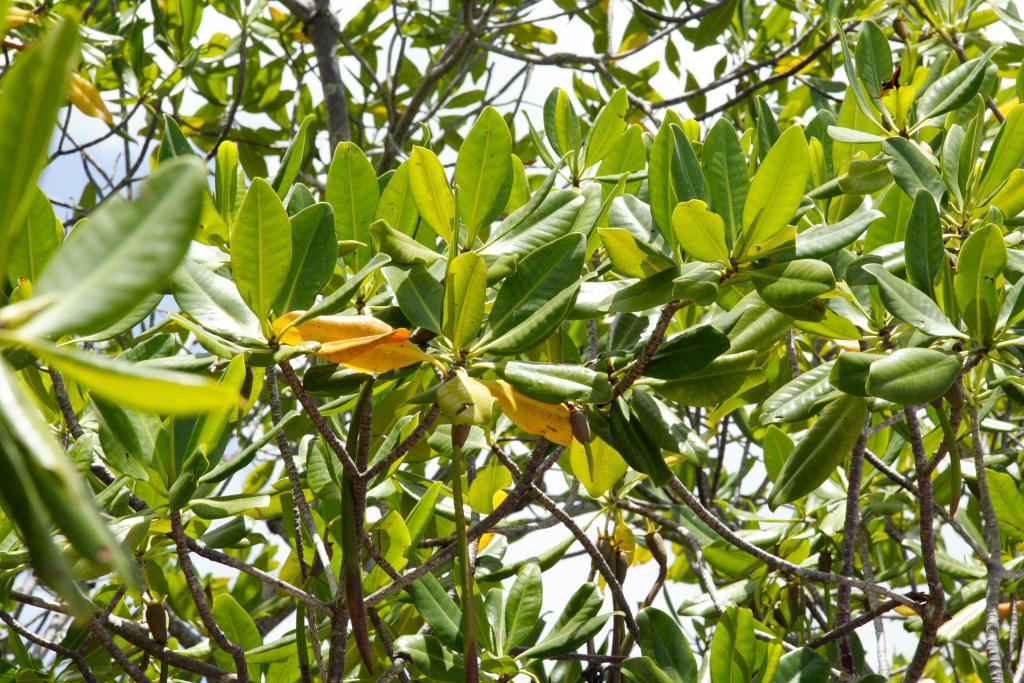 Mangrove by ElGroom
