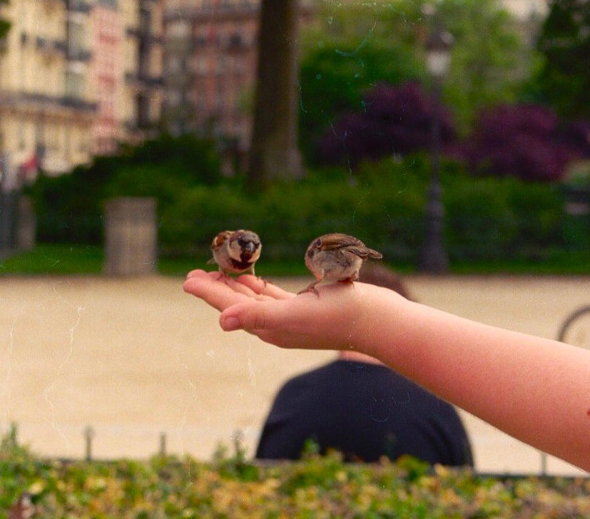 Bird in Hand by Bozie042 on DeviantArt