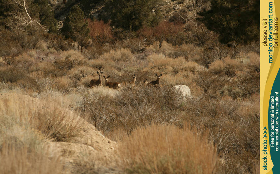 Mule deer herd 3 by RoonToo
