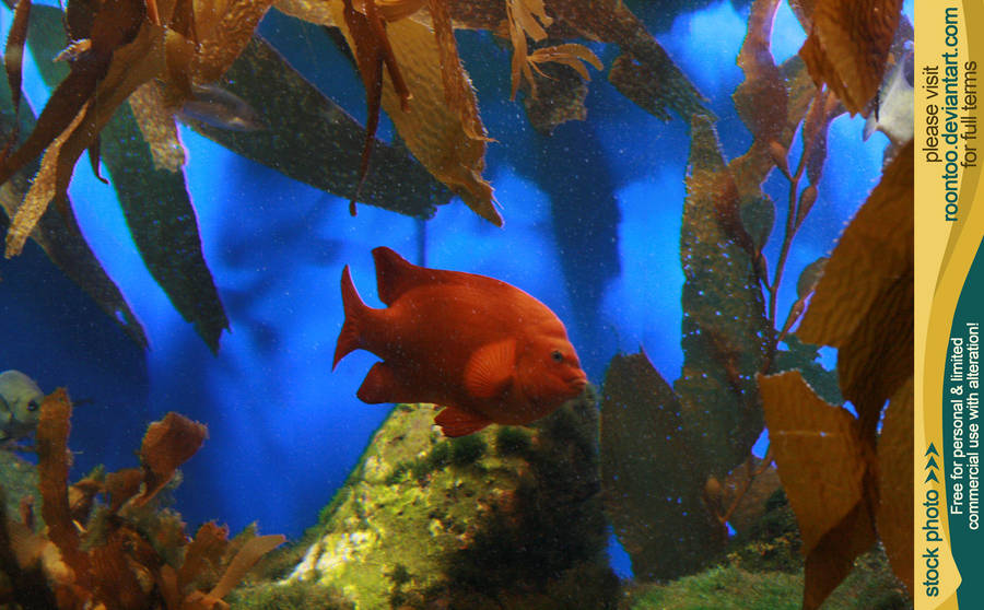 Aquarium 01 by RoonToo