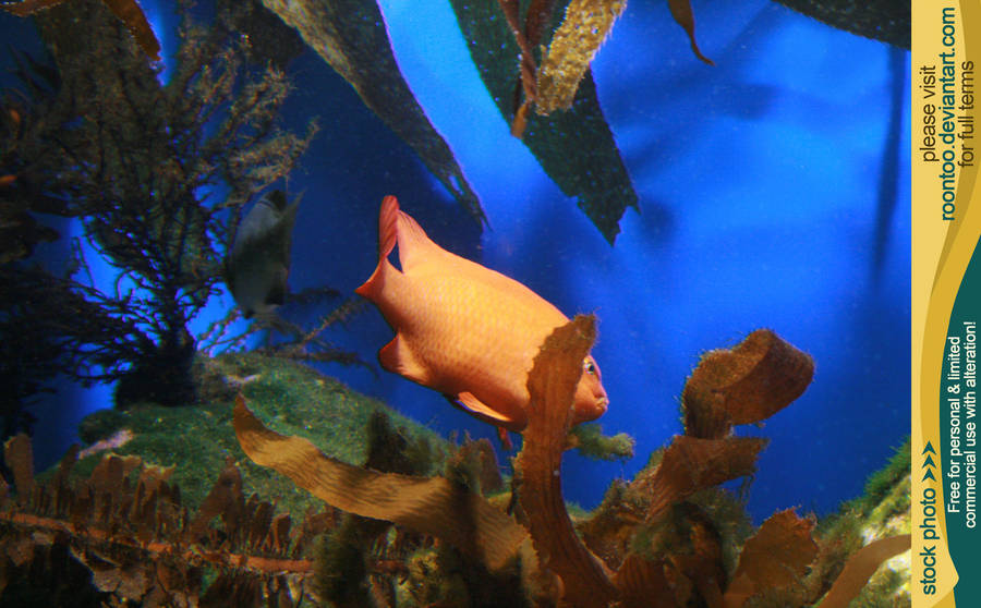 Aquarium 02 by RoonToo