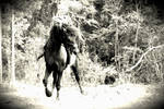 Old Photo-stallion in the woods by Mr-Goldfish