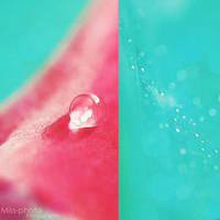 Pink Drop . . . by Miss-Photo