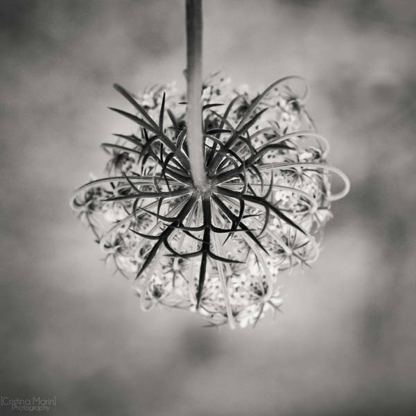 Pendulous posy by MarinCristina Pendulous posy by MarinCristina
