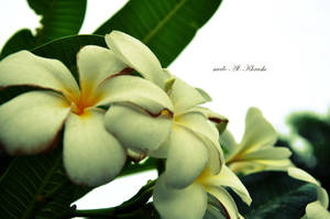 Morning of Love by me6o