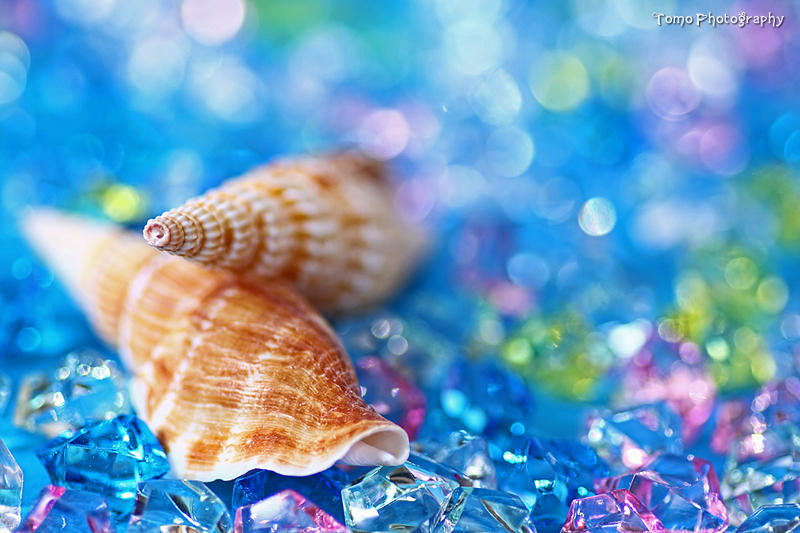 Shell - Summer Memory - by WindyLife