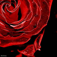 red rose by silviaisa