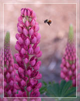 Reconnaissance Flight by PlumCrazee