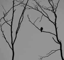 Sweet Little Soul by stefanpriscu