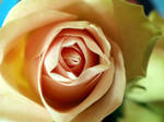 Behind the rose 7 by hugitsa