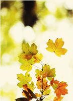 61. :Beautiful autumn: by bittersweetvenom