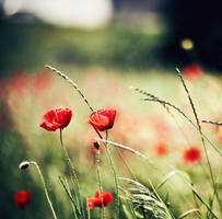 157. :Wuthering heights: by bittersweetvenom