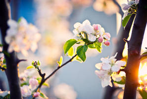 168. :Velvet dreams: by bittersweetvenom