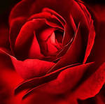 Passion Play by bittersweetvenom