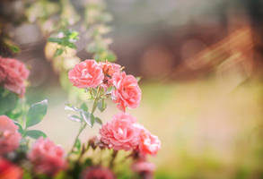 Garden of roses by bittersweetvenom