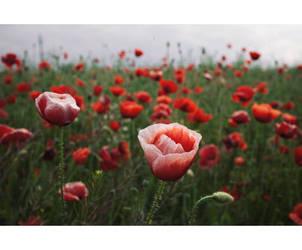 Thick Red Line by bittersweetvenom