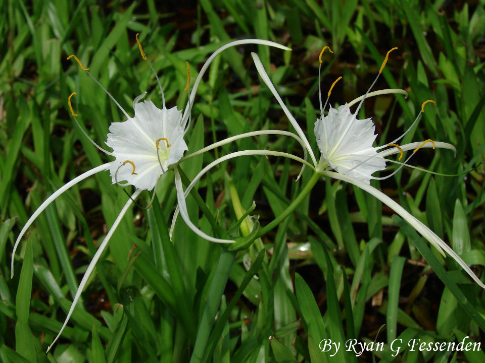 Hymenocallis duvalensis - Whitesands Spiderlily by Fezzgator