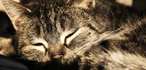 Flusi .... by ScHoKoKeKsChEn