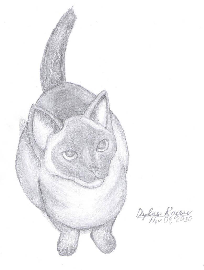 Rocky the Cat by FluffyKnight