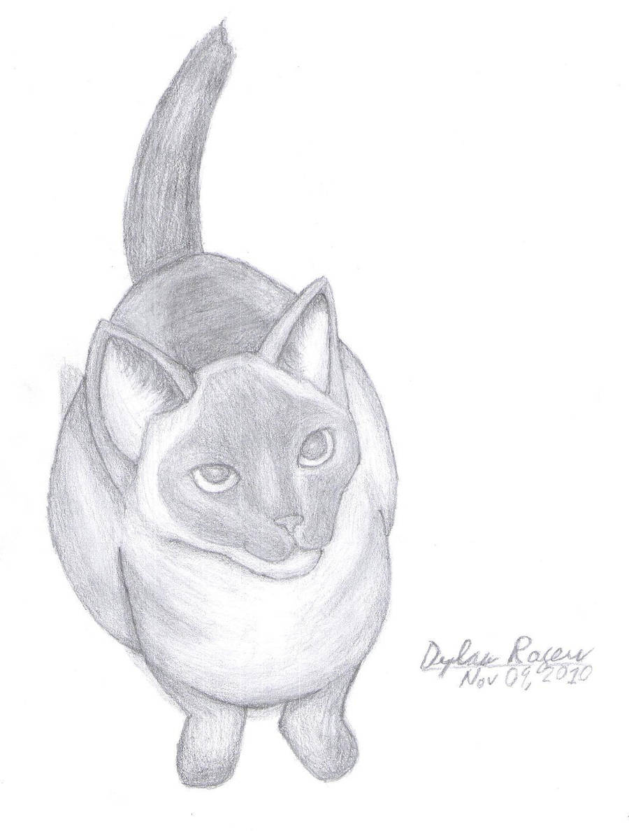 Rocky the Cat by FluffyKnight