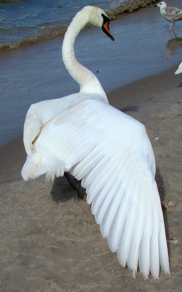 Stock 329: swan wing 2 by AlzirrSwanheartStock