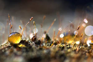 Wish I Could Stay by xeneras