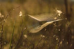 . . . by Alexey-Argentum
