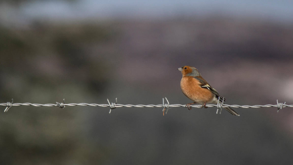 Barbed Bird by whitephotographySCOT