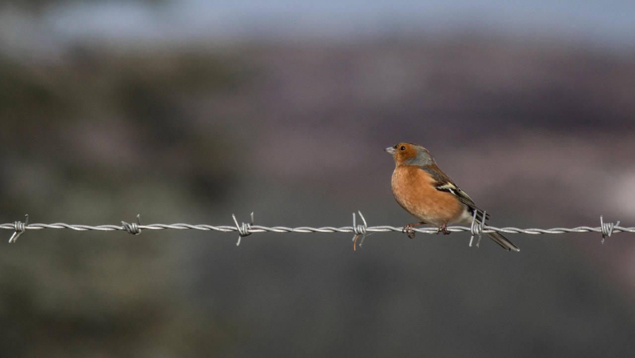 Barbed Bird by whitephotographySCOT